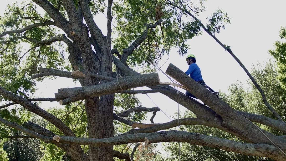 Professional Crown Thinning performed by certified arborists in Artesia Wells