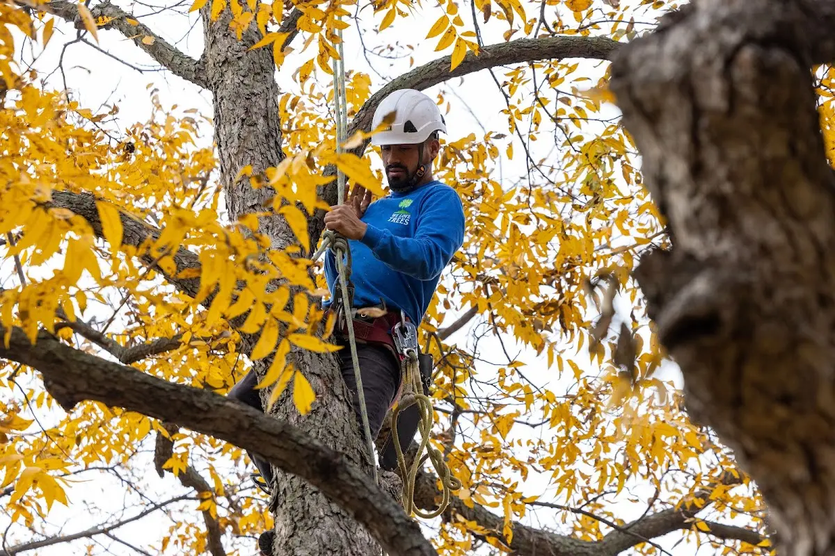 Skilled Tree Planting crew working in Artesia Wells