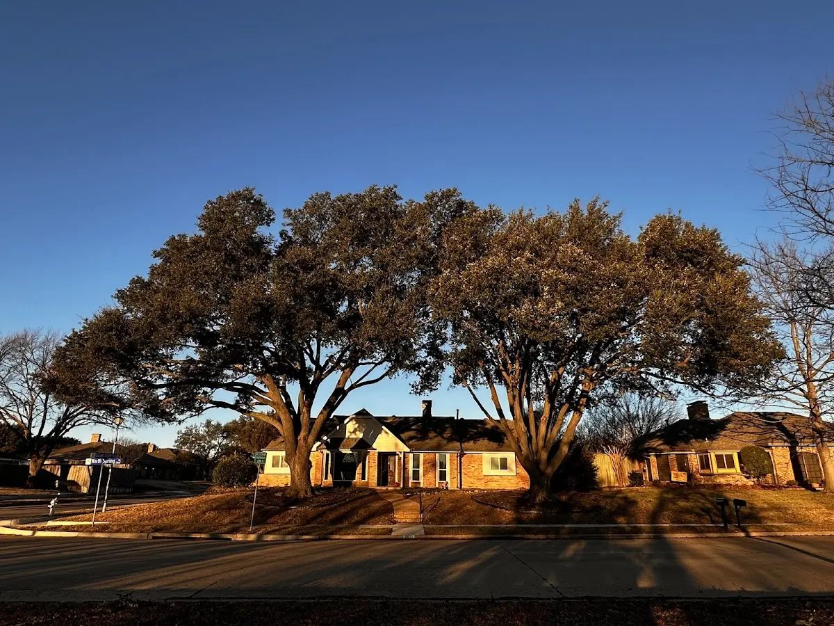 Established residential canopy tree shading a home in Artesia Wells