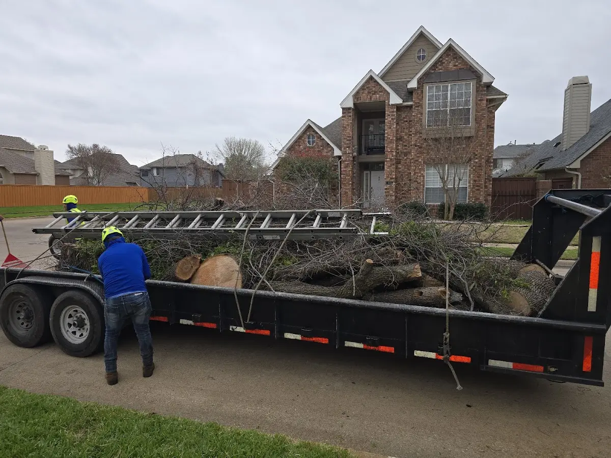 Expert Tree Removal with proper safety equipment in Artesia Wells
